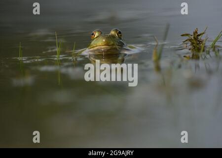 American Bullfrog Frosch im Wasser am Teich Stockfoto