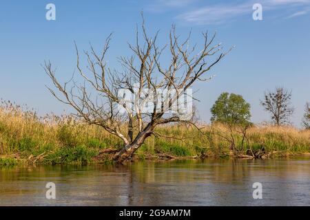 Sommertag über dem Fluss Warta im Warta Landscape Park, Polen. Stockfoto