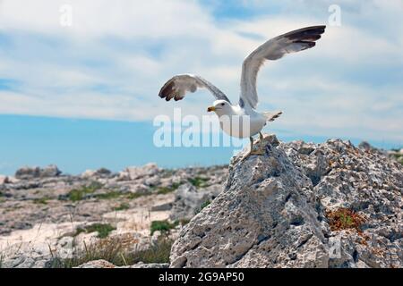 möwe mit ausgebreiteten Flügeln hebt an einer steinernen Küste im Mittelmeer ab Stockfoto