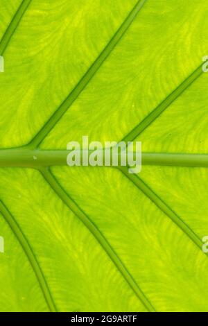 Große grüne Blattstruktur (tropisch) Hintergrund Stockfoto