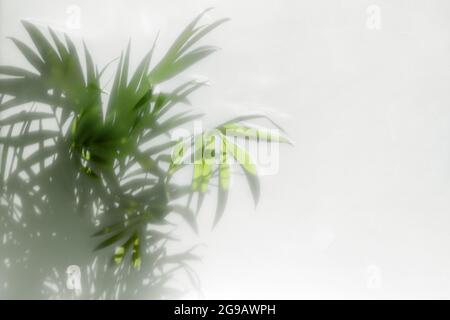 Palmblatt auf der Oberfläche mit Schatten. Stilvoller Hintergrund für die Präsentation. Stockfoto