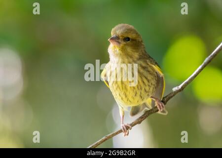 Jungtiere Grünfinken (Carduelis Chloris), die auf einem Ast mit klarem, unscharfem grünen Hintergrund oder Bokeh zur Seite schauen Stockfoto