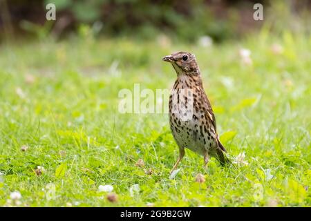 Song Thrush (Turdus philomelos) steht aufrecht auf einem Rasen mit einem Insekt im Schnabel Stockfoto