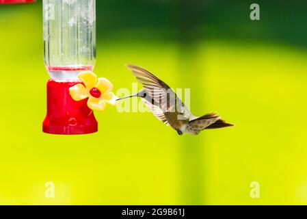 Rubinkehliger Kolibri, der sein Gesicht mit einem Flügel versteckt und neben einem Futterhäuschen schwebt. Stockfoto