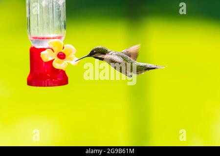 Weibliche Rubinkehlige Kolibri, die neben einem Futterhäuschen schwebt. Stockfoto