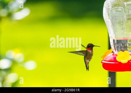 Rüden-Kolibri schwebt neben einem Futterhäuschen. Stockfoto