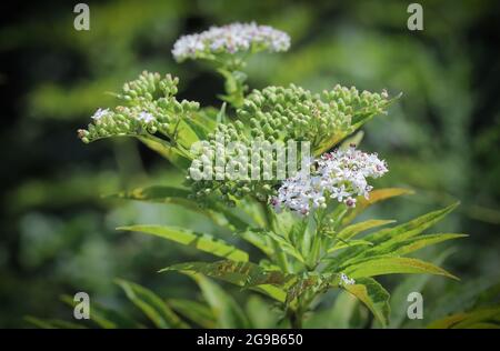 Asclepias incarnata, Marsh Milkweed, Swamp Butterfly Weed Stockfoto