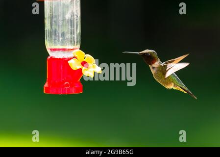 Rüden-Kolibri schwebt neben einem Futterhäuschen. Stockfoto