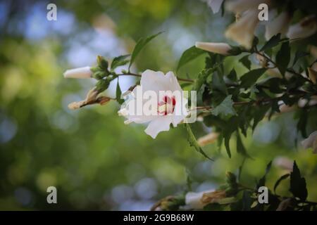 Blühende Hibiskusblüte aus nächster Nähe Stockfoto