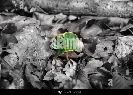 Sprossen aus Buche, die aus faulen Blättern wächst Stockfoto