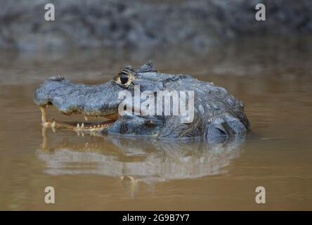 Nahaufnahme Porträt von Black Caiman (Melanosuchus niger) Kopf und Auge über Wasser mit offenem Kiefer und Zähnen auf der Jagd nach Pampas del Yacuma, Bolivien. Stockfoto