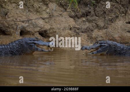 Nahaufnahme von zwei Schwarzen Caiman (Melanosuchus niger), die im Wasser mit offenen Kiefer kämpfen und Zähne zeigen Pampas del Yacuma, Bolivien. Stockfoto