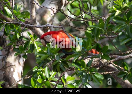 Nahaufnahme eines farbenfrohen scharlachroten Aras (Ara macao), der zwischen Zweigen in einem wilden grünen Baum, Pampas del Yacuma, Bolivien, getarnt ist. Stockfoto