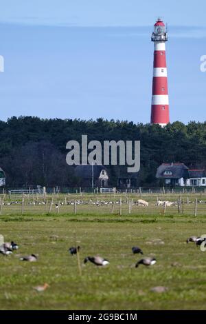 Typische holländische Landschaft mit Leuchtturm von Hollum, Amelanda Farm, Ackerland mit unscharfen Gänsen im Vordergrund. Die niederländischen Landwirte leiden darunter Stockfoto