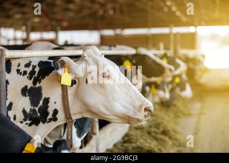 Landwirtschaftliche Konzept, Tagebuch Kühe essen ein Heu in modernen freien Viehstall oder Kuhstall für die Destillation von Milch, Tier-und Lebensmittelkonzept Stockfoto