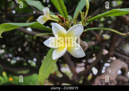 Blume teneriffa weiß, Plumeria Rubra Stockfoto