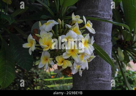 Blume teneriffa weiß, Plumeria Rubra Stockfoto