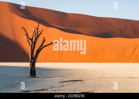 Toter Kameldornbaum vor hohen Sanddünen bei Deadvlei im Namib-Naukluft National Park, Namibia, Afrika. Stockfoto