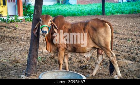 Indischer Haustierbulle gir beim Blick auf die Kamera. Brown Gir Indian Bull Nahaufnahme Schuss in einem Feld mit Winter nebligen Morgen. Haustiere Tierkonzept. Stockfoto