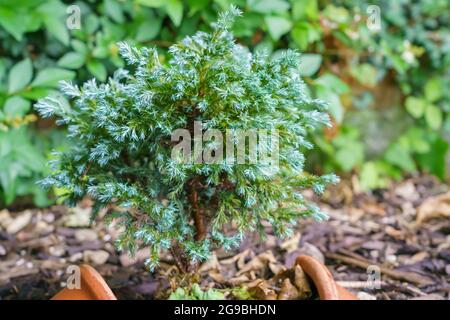 Nahaufnahme einer kleinen Juniperus Squamata „Blue Star“-Pflanze mit schuppigem Wacholder Stockfoto