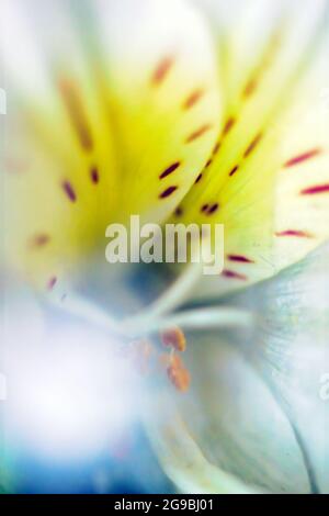 Lilium candidum, die Madonna Lilie Blume extreme Makro-Nahaufnahme zeigt bunte Muster in der Mitte mit Samen, gelben Schatten und Punkte. Schönheit in der Natur Stockfoto