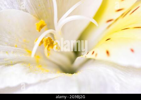 Lilium candidum, die Madonna Lilie Blume extreme Makro-Nahaufnahme zeigt bunte Muster in der Mitte mit Samen, gelben Schatten und Punkte. Schönheit in der Natur Stockfoto