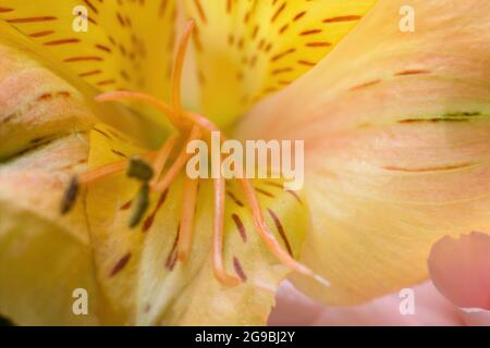 Freesia x hybrida L.H.BaileyIridaceaeFreesia extreme Makro-Nahaufnahme, lebhaftes gelbes Muster auf einer Blume, abstrakte Schönheit in Naturkonzept-Wallpa Stockfoto