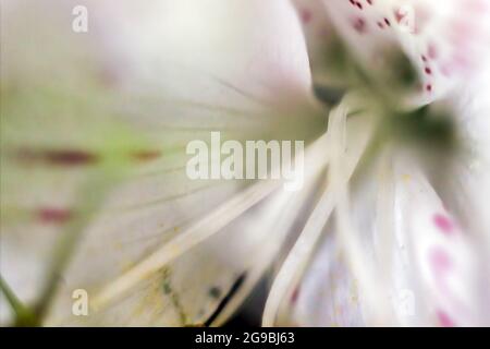Extreme Makroaufnahme eines Musters in Clematis cirrhosa L. Ranunculaceae frühe Jungfernblüte. Abstrakte Schönheit im Naturhintergrund, Wallpaper ima Stockfoto
