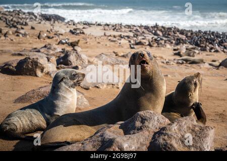Robben im Cape Cross Seal Reserve an der Skeleton Coast, Namibia. Cape Cross ist die Heimat einer der größten Kolonien von Kapfellrobben der Welt. Stockfoto