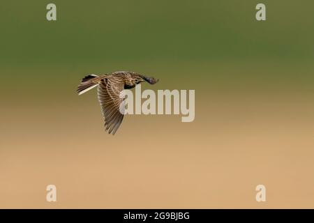 Skylark-Alauda arvensis im Flug. Stockfoto