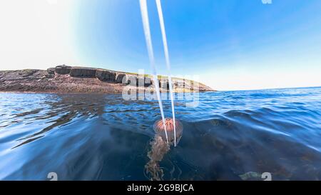 Kompassqualle, Chrysaora hysoscella - Tentakeln greifen aus dem Wasser. Stockfoto