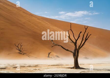 Abgestorbener Camelthorn-Baum vor hohen Sanddünen in der Namib-Wüste bei Deadvlei, Namib-Naukluft National Park, Namibia. Stockfoto