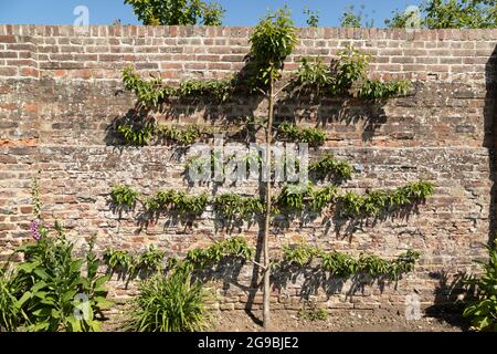 Espaliered Obstbaum in Old Durham Gardens in Durham City, England. Der ummauerte Garten stammt aus dem späten 17. Jahrhundert. Stockfoto