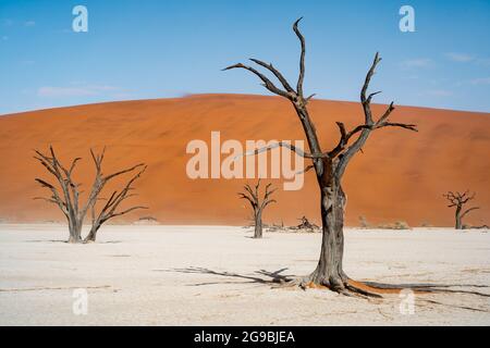 Tote Camelthorn-Bäume vor hohen Sanddünen im Deadvlei, Namib-Naukluft National Park, Namibia. Stockfoto