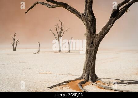 Tote Kameldornbäume bei Deadvlei in der Namib Wüste, Namib-Naukluft Nationalpark, Namibia, Afrika. Stockfoto