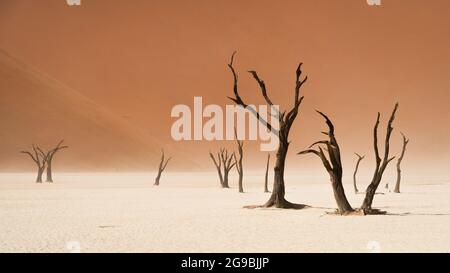 Tote Kameldornbäume vor hoch aufragenden Sanddünen bei Deadvlei in der Namib-Wüste, Namib-Naukluft National Park, Namibia, Afrika. Stockfoto