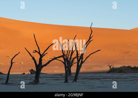 Tote Kameldornbäume vor hohen Sanddünen bei Sonnenaufgang in Deadvlei, Namib-Naukluft National Park, Namibia, Afrika. Stockfoto