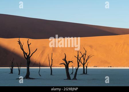 Toter Kameldornbaum vor hohen Sanddünen bei Deadvlei im Namib-Naukluft National Park, Namibia, Afrika. Stockfoto