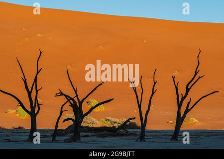 Tote Kameldornbäume vor hohen Sanddünen bei Sonnenaufgang in Deadvlei, Namib-Naukluft National Park, Namibia, Afrika. Stockfoto