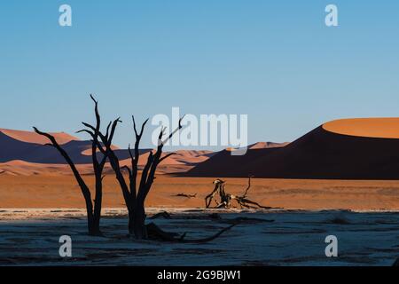 Surreale Landschaft bei Deadvlei im Namib-Naukluft Nationalpark, Namibia, Afrika. Stockfoto