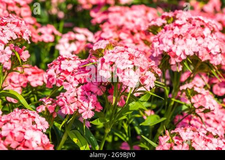 Wunderschöne bunte Sommerblumen blühen im Garten Stockfoto