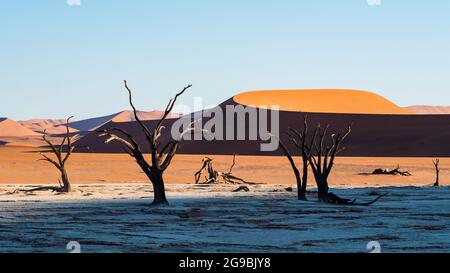 Tote Kameldornbäume vor hohen Sanddünen bei Sonnenaufgang in Deadvlei, Namib-Naukluft National Park, Namibia, Afrika. Stockfoto