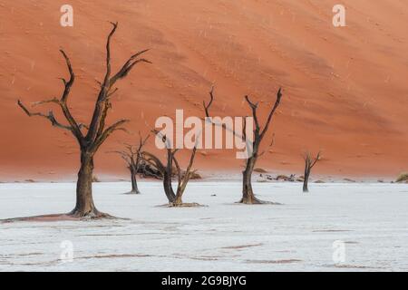 Tote Kameldornbäume vor hohen Sanddünen bei Sonnenaufgang in Deadvlei, Namib-Naukluft National Park, Namibia, Afrika. Stockfoto