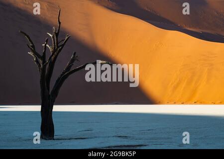 Toter Kameldornbaum vor hohen Sanddünen bei Sonnenaufgang in Deadvlei, Namib-Naukluft National Park, Namibia, Afrika. Stockfoto