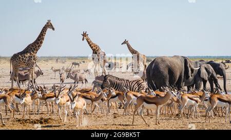 Wilde Tiere versammeln sich um ein Wasserloch im Etosha National Park im Norden Namibias, Afrika. Stockfoto