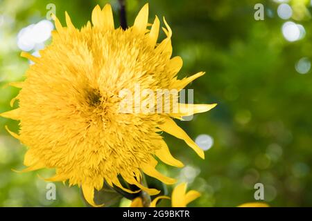 Doppelte Sonnenblumenblume auf grünem Hintergrund Stockfoto