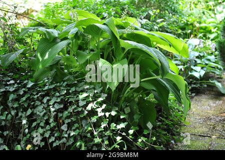 Im Juli wächst in einem Garten der riesige Hosta Green Acres mit großen grünen Blättern Stockfoto