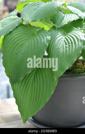 Die riesigen Hosta Niagara Fälle mit großen grünen Blättern wachsen im April in einem schwarzen Topf in einem Garten Stockfoto