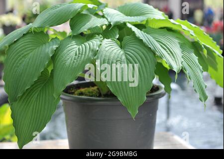 Die riesigen Hosta Niagara Fälle mit großen grünen Blättern wachsen im April in einem schwarzen Topf in einem Garten Stockfoto