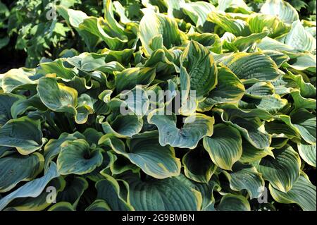 Im Mai wächst der riesige Hosta Sagae mit großen, bläulich-grünen Blättern in einem Garten Stockfoto